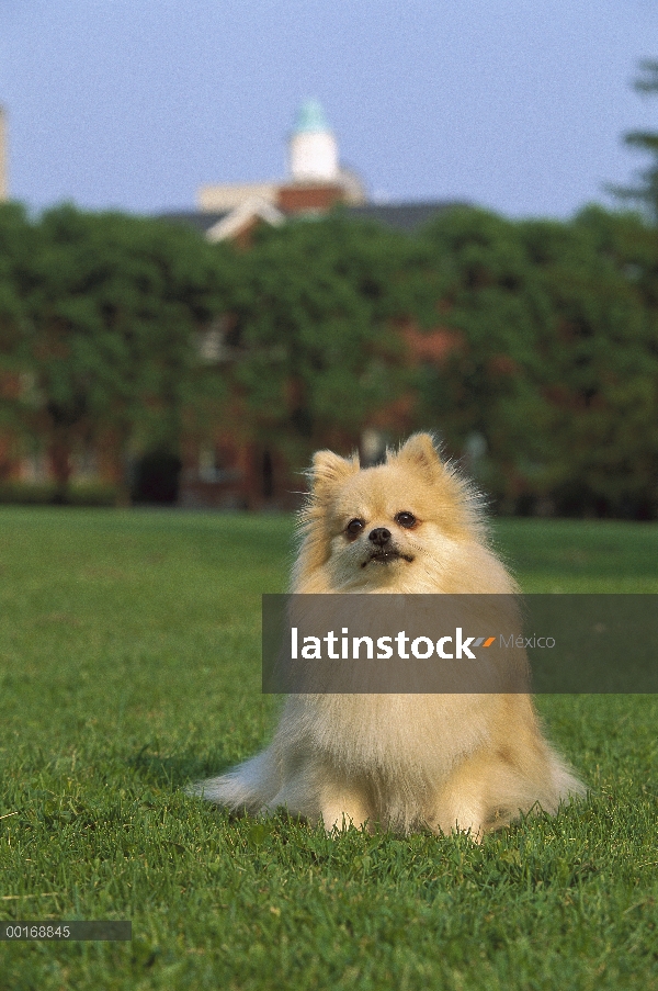 Pomerania (Canis familiaris) adultos retrato