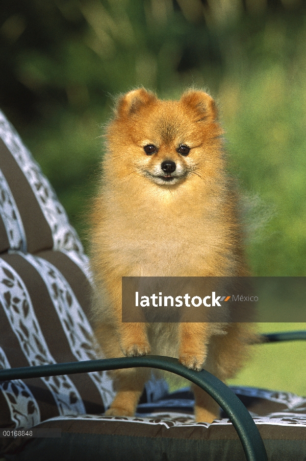 Pie de adultos retrato de Pomerania (Canis familiaris) en una silla