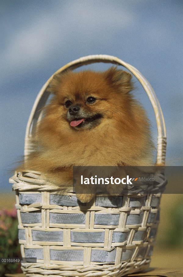 Pomerania (Canis familiaris) adultos retrato