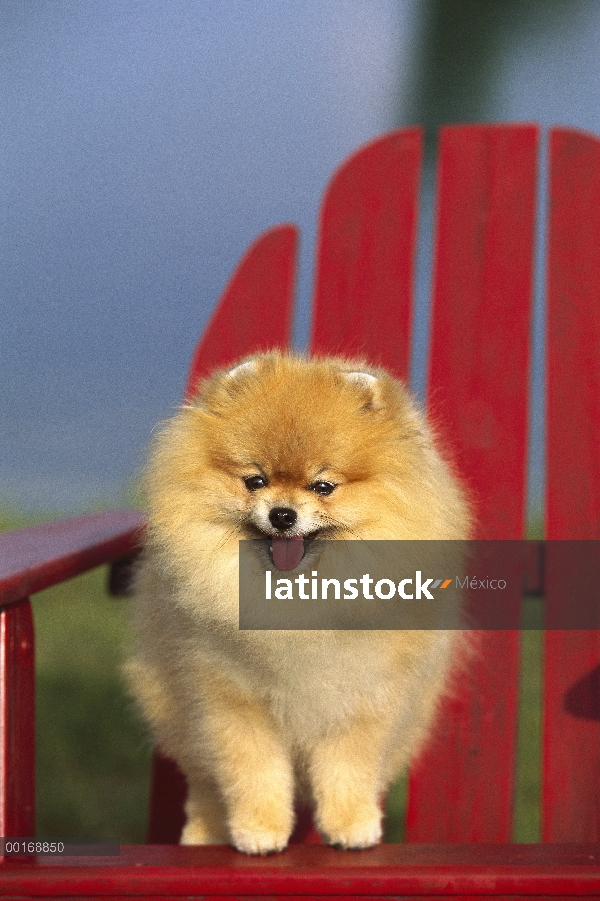 Pie de adultos retrato de Pomerania (Canis familiaris) en una silla