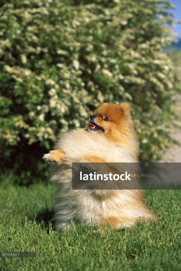 Pomerania adulto (Canis familiaris) sentado