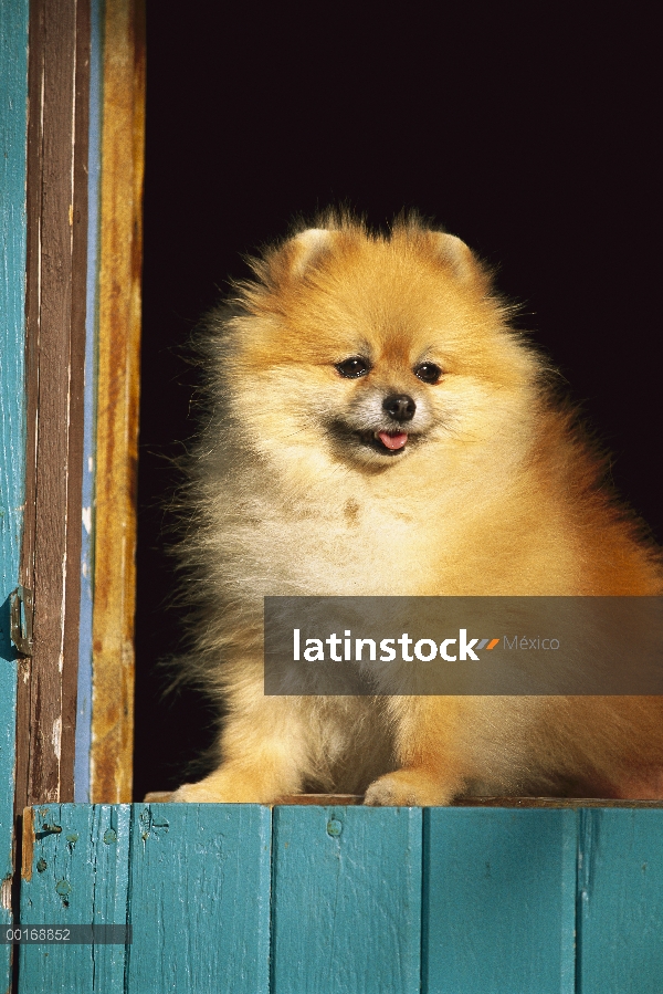 Pomerania (Canis familiaris) adultos retrato