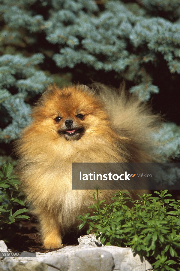 Pomerania (Canis familiaris) adultos retrato