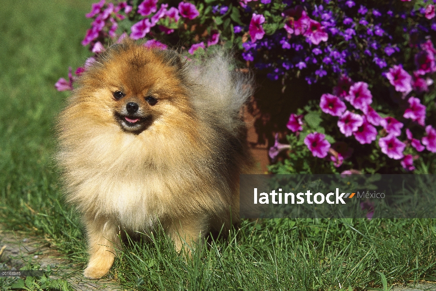 Pomerania (Canis familiaris) adultos retrato