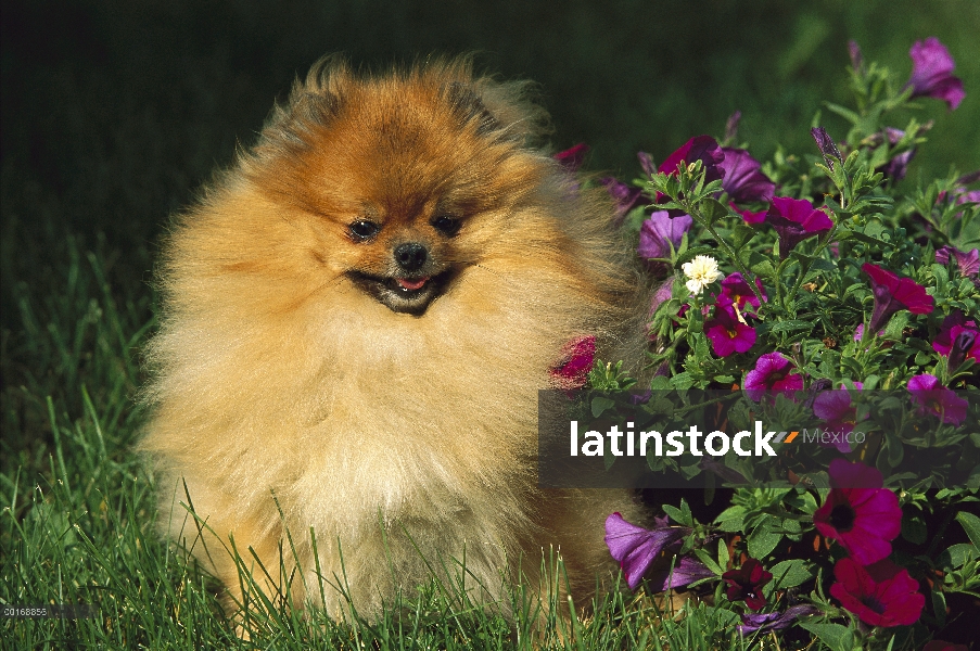 Pomerania (Canis familiaris) adultos retrato