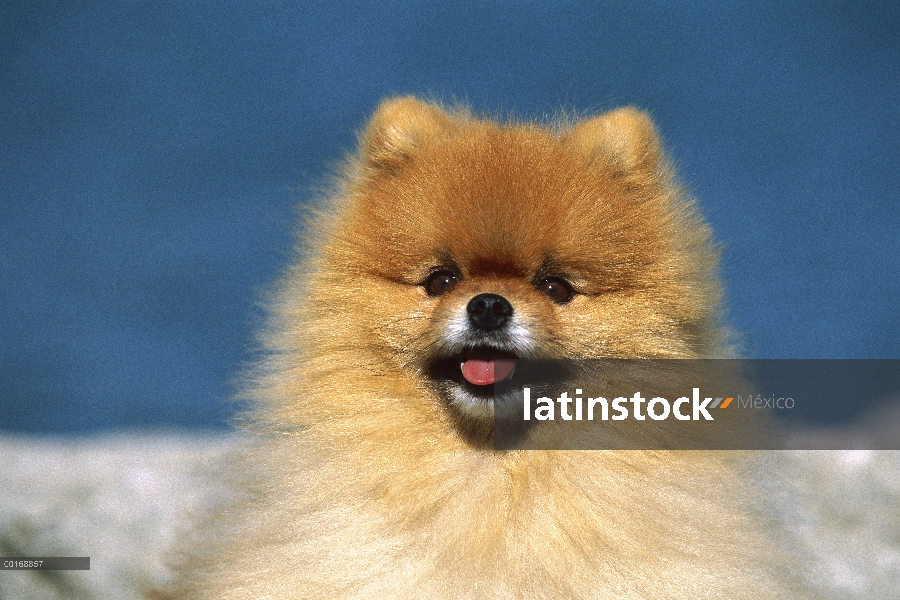 Pomerania (Canis familiaris) adultos retrato