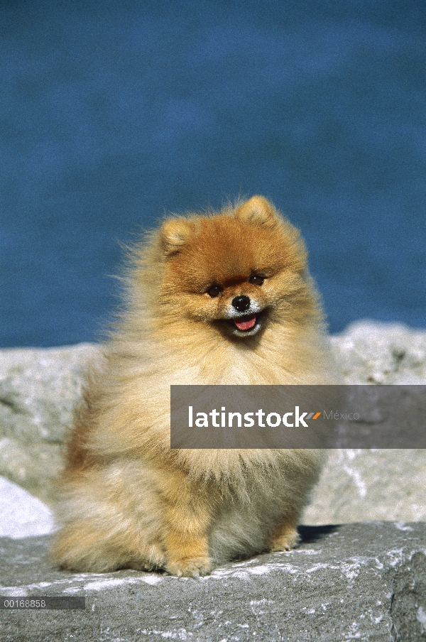 Pomerania (Canis familiaris) adultos retrato