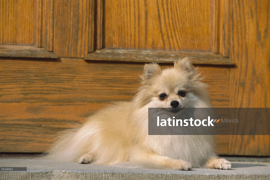 Pomerania (Canis familiaris) adultos retrato