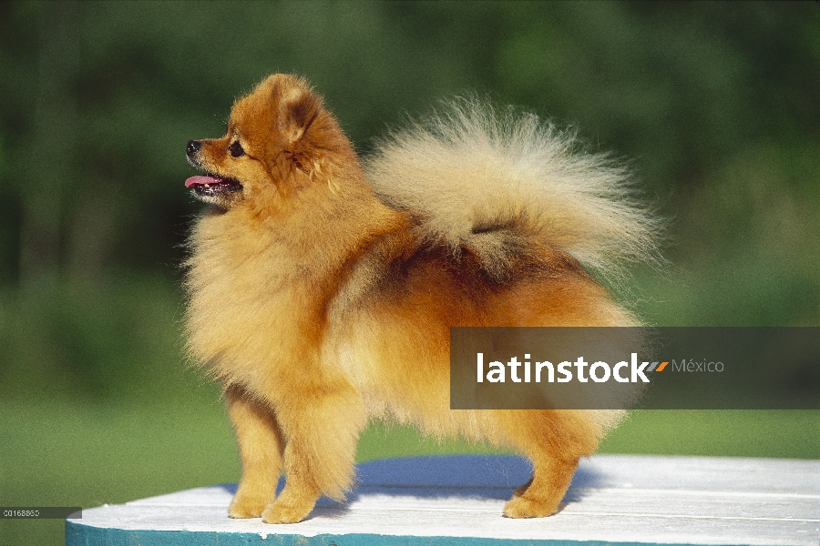 Pomerania (Canis familiaris) adultos retrato