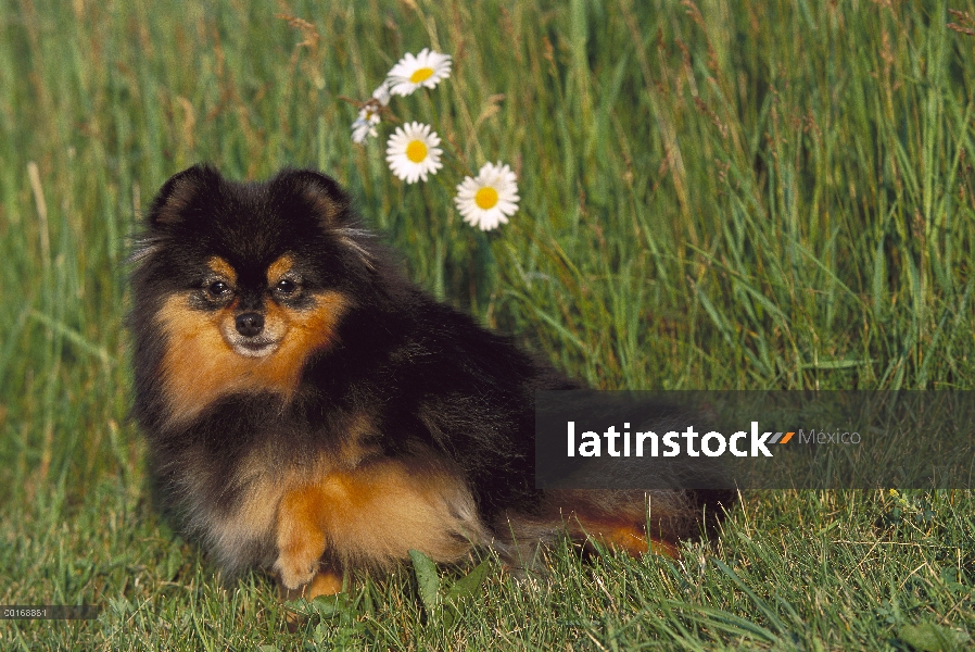 Pomerania (Canis familiaris) adultos retrato