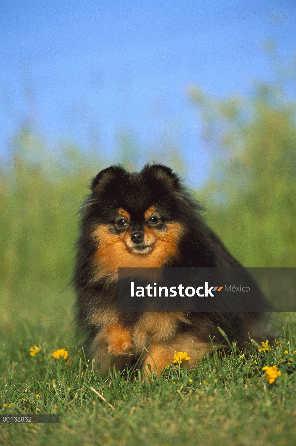 Pomerania (Canis familiaris) adultos retrato