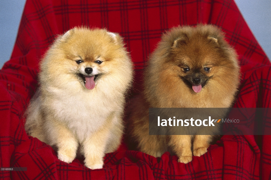 Pomerania (Canis familiaris) dos adultos sentados juntos