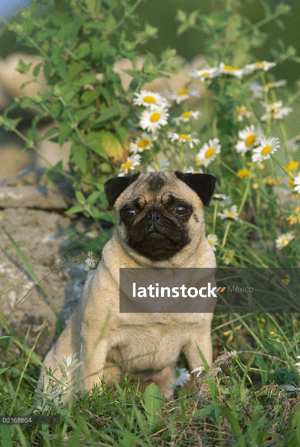 Retrato de Pug (Canis familiaris) sentada entre las flores del jardín