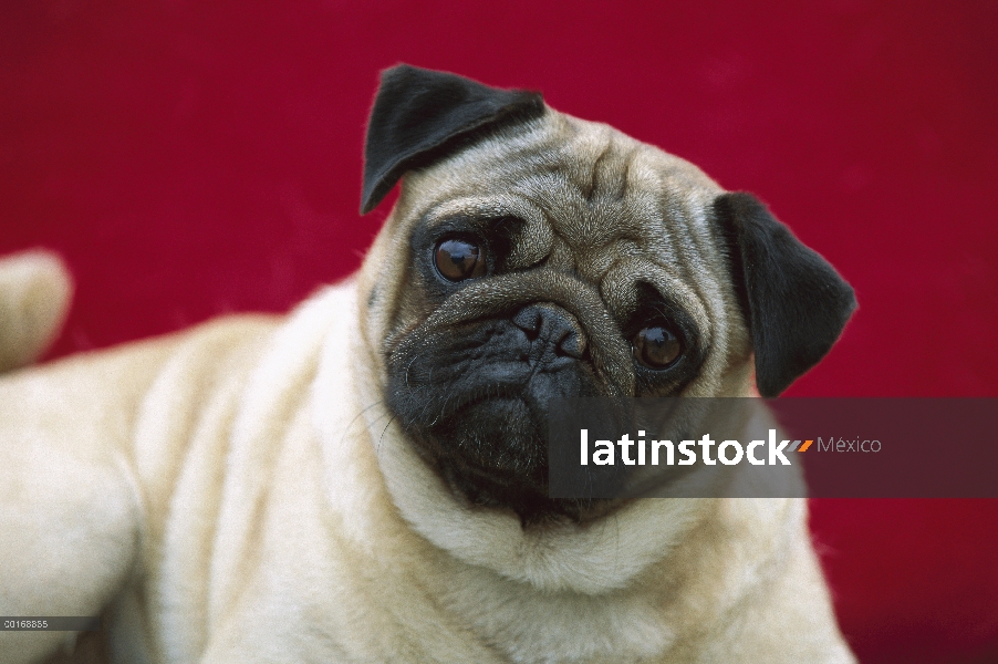 Retrato de Pug (Canis familiaris) con la cabeza armada a un lado mirando curioso