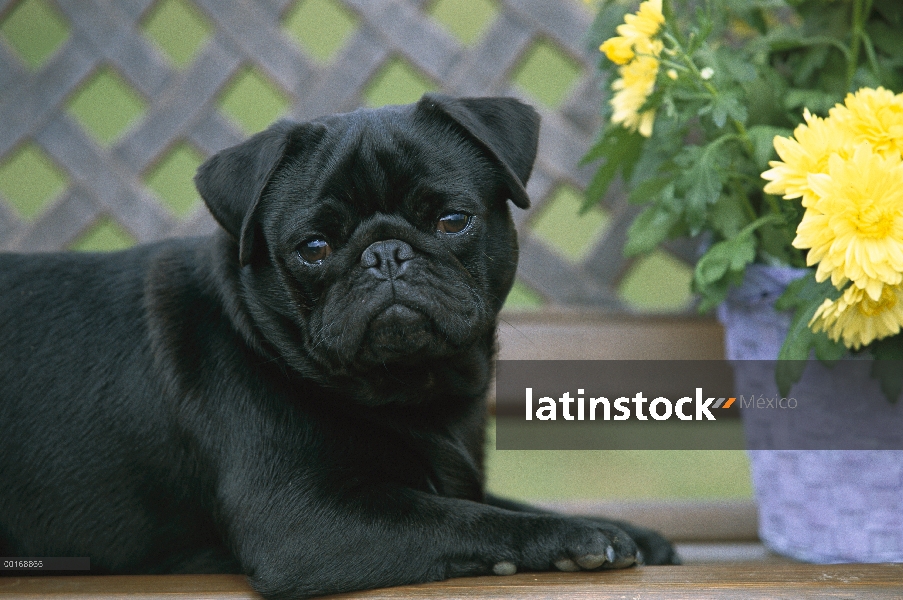 Retrato de Pug (Canis familiaris) de un pug negro