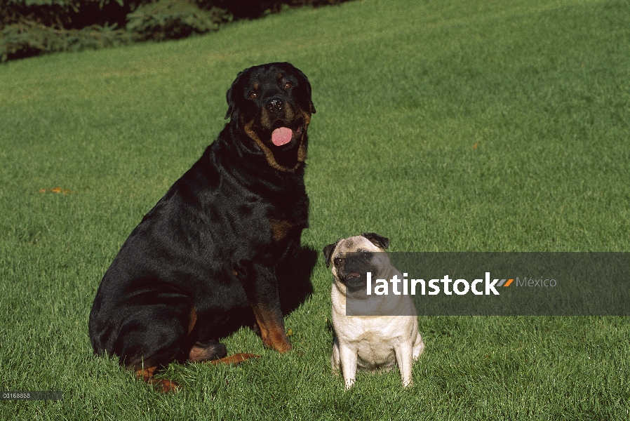 Pug (Canis familiaris) con un amigo de Rottweiler