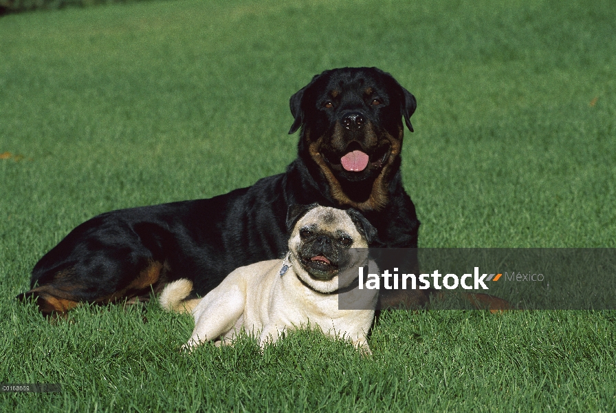 Pug (Canis familiaris) con un amigo de Rottweiler