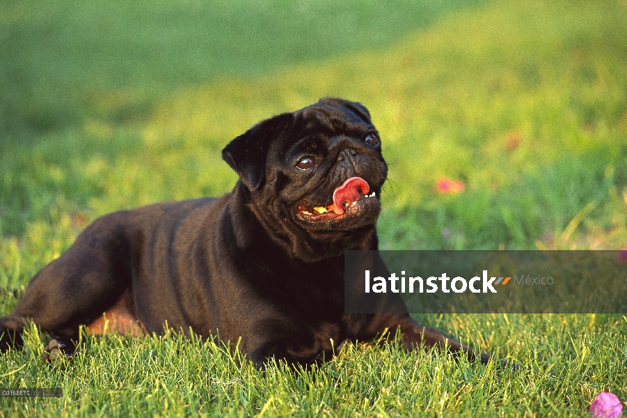 Retrato de Pug (Canis familiaris)