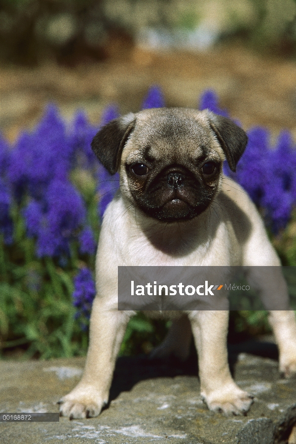 Retrato de Pug (Canis familiaris) de un pie de cachorro