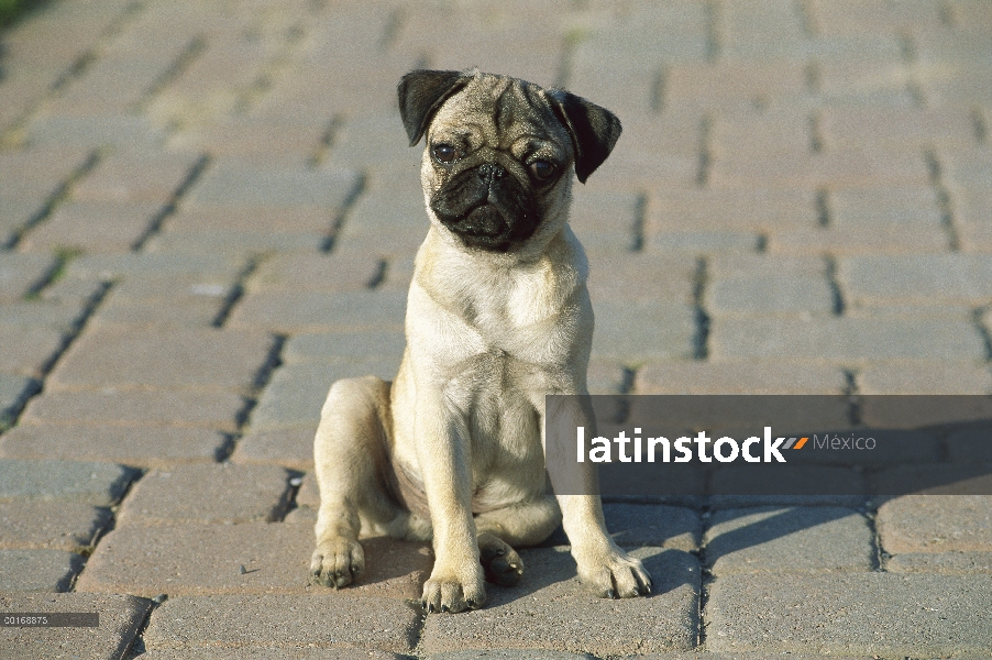 Retrato de Pug (Canis familiaris) de un curioso perrito sentado en la acera