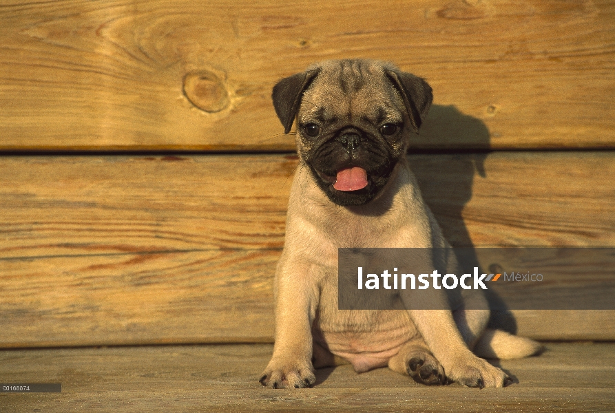 Retrato de Pug (Canis familiaris) de un cachorro