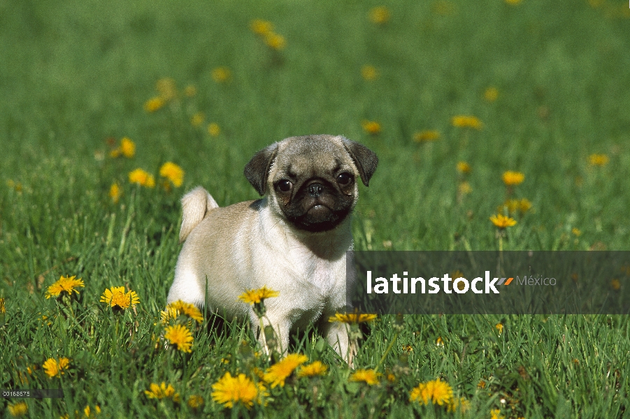 Cachorro de Pug (Canis familiaris) en un prado