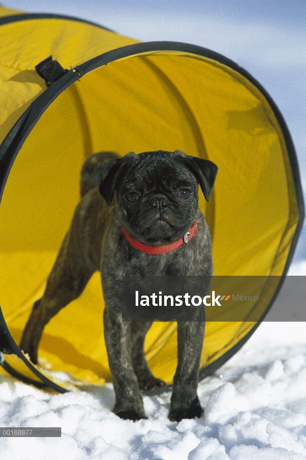 Cachorro de Pug (Canis familiaris) jugando en el túnel de agilidad en la nieve