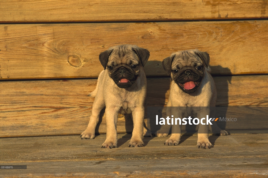 Dos cachorros Pug (Canis familiaris) sentados juntos