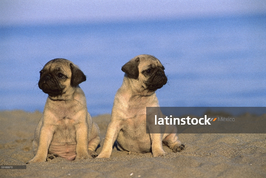 Barro amasado (Canis familiaris) dos cachorros sentados juntos en la playa