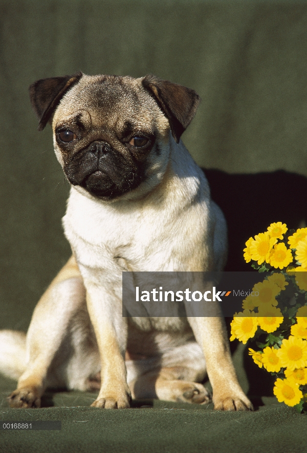 Retrato de Pug (Canis familiaris) con flores