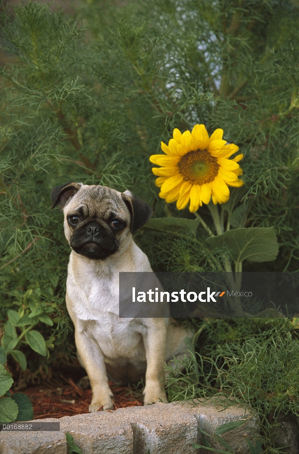 Retrato de Pug (Canis familiaris) con girasol