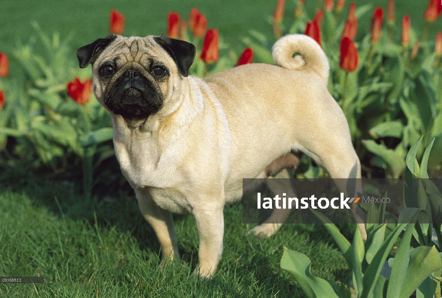 Retrato de Pug (Canis familiaris) con tulipanes