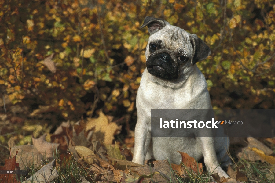 Retrato de Pug (Canis familiaris) en hojas de otoño