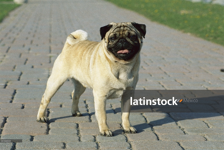 Pug (Canis familiaris) adulto