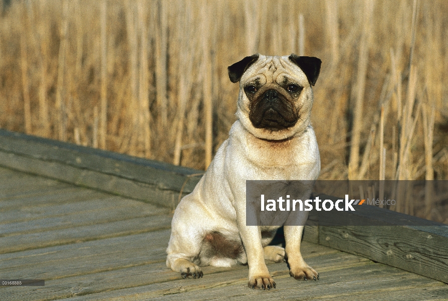 Pug (Canis familiaris) sentado en la pasarela