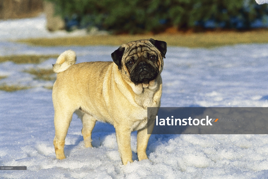 Permanente de adultos retrato Pug (Canis familiaris) en la nieve