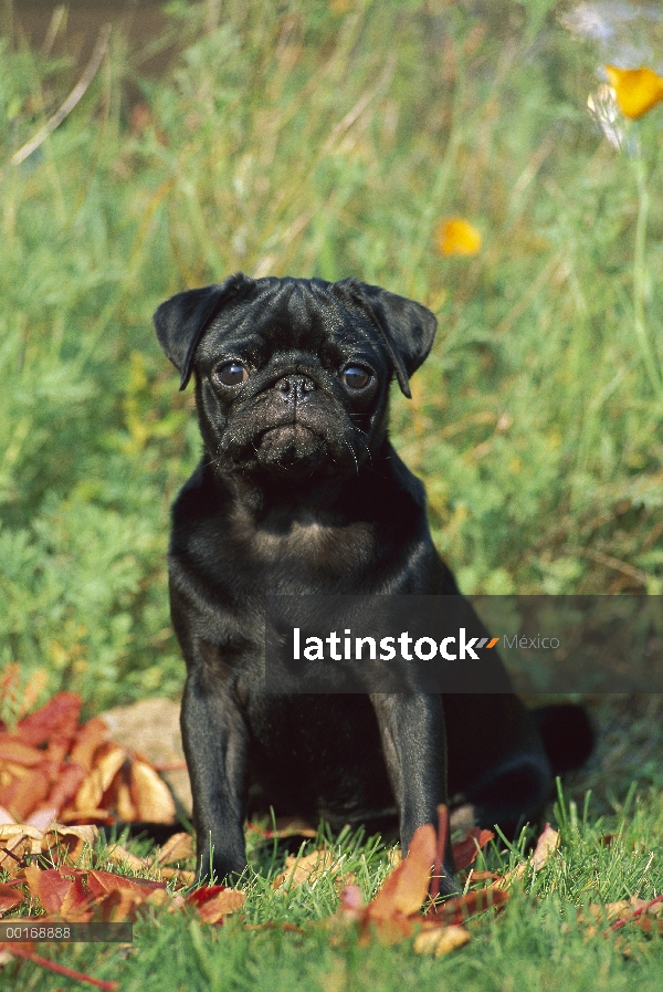 Retrato de Pug (Canis familiaris)