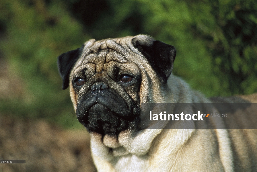 Retrato adulta Pug (Canis familiaris)