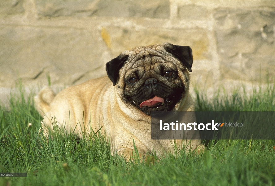 Adulto Pug (Canis familiaris) en pasto