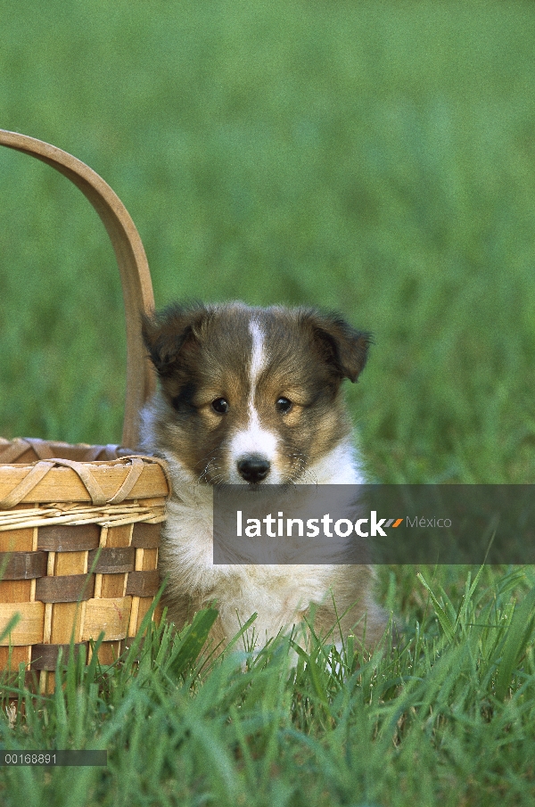 Cachorro de perro pastor de Shetland (Canis familiaris) sentado en la hierba junto a una cesta de