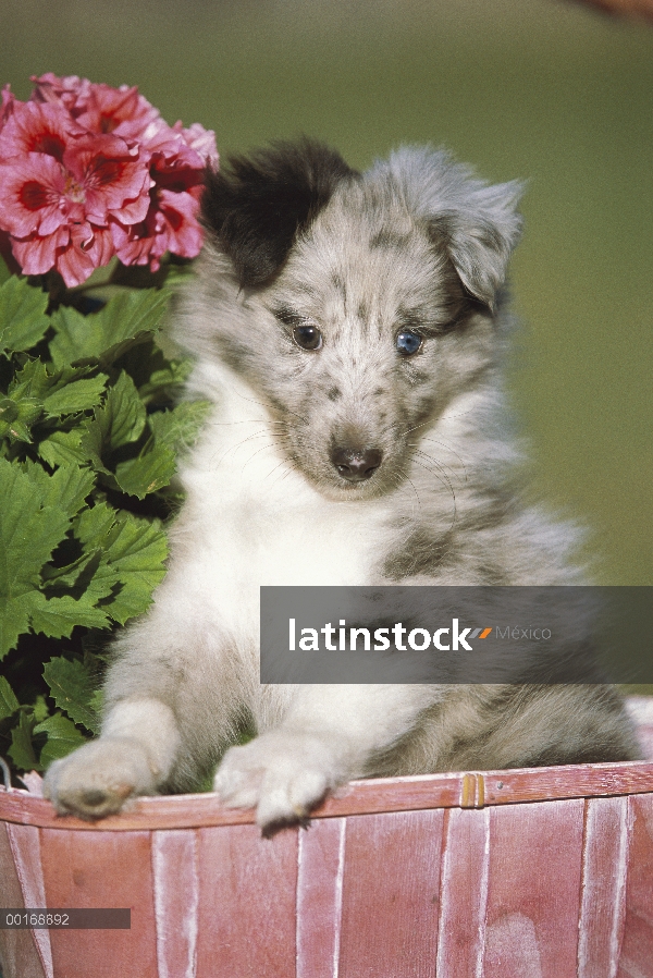 Cachorro de perro pastor de Shetland (Canis familiaris) con un ojo marrón y uno azul