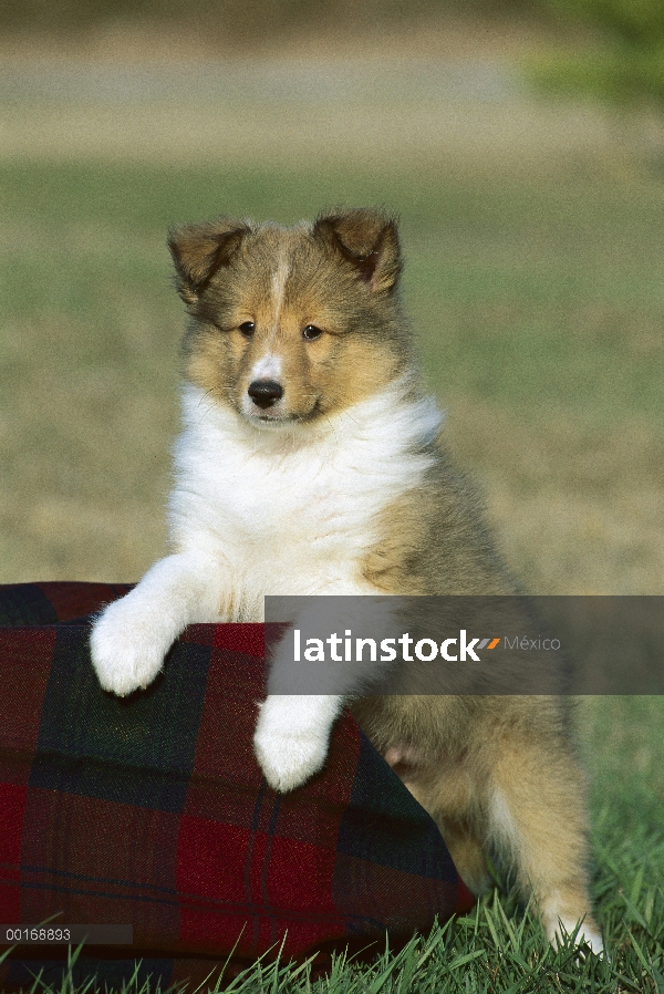 Cachorro de color sable de perro pastor de Shetland (Canis familiaris)