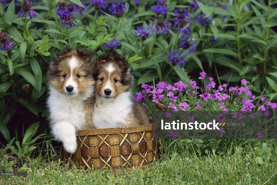 Cachorros de perro pastor de Shetland (Canis familiaris)