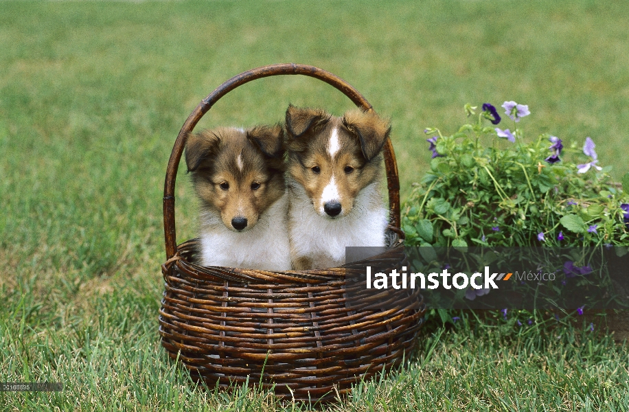 Cachorros de perro pastor de Shetland (Canis familiaris)