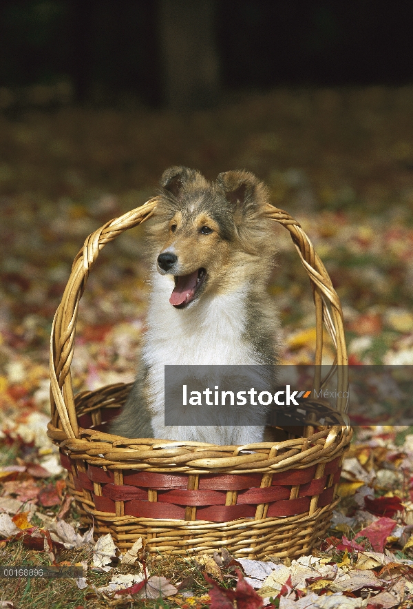 Cachorro de perro pastor de Shetland (Canis familiaris)