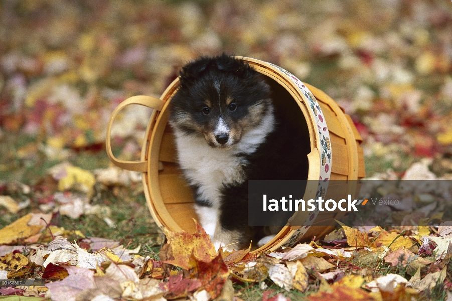 Perro pastor de Shetland (Canis familiaris) cachorro tricolor en una cesta entre otoño hojas