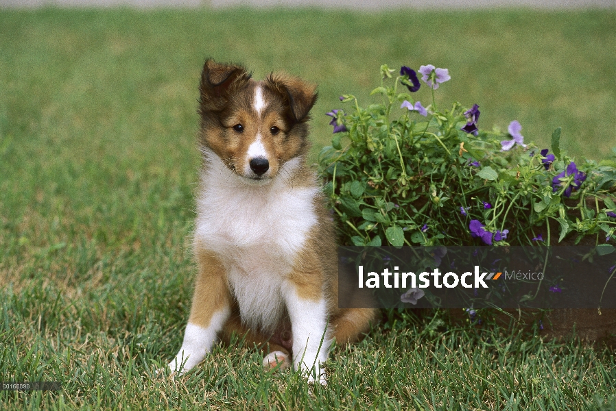 Cachorro de perro pastor de Shetland (Canis familiaris)