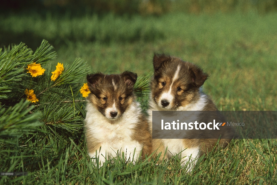 Dos cachorros de perro pastor de Shetland (Canis familiaris) sentados juntos