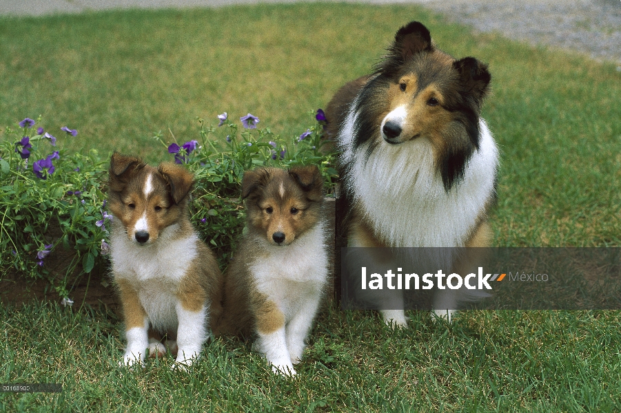 Perro pastor de Shetland (Canis familiaris) mamá con dos cachorros