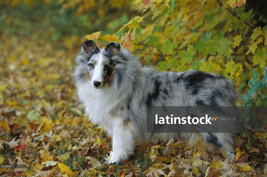 Perro pastor de Shetland (Canis familiaris) retrato adulto en otoño